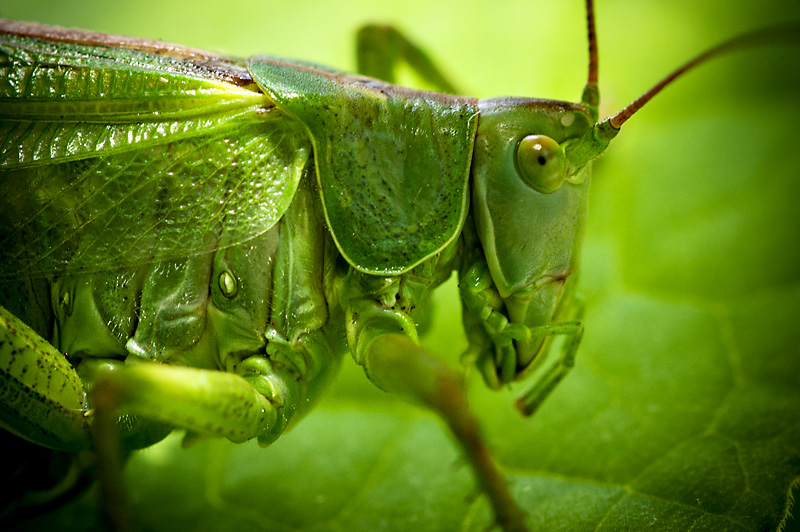 Hepokatti9 800px.jpg - The Great Green Bush cricket - Tettigonia viridissima